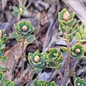 Brachyloma daphnoides at Numeralla, NSW - 7 Sep 2023 01:05 PM