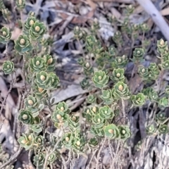 Brachyloma daphnoides at Numeralla, NSW - 7 Sep 2023 01:05 PM