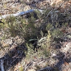 Brachyloma daphnoides at Numeralla, NSW - 7 Sep 2023 01:05 PM