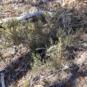 Brachyloma daphnoides at Numeralla, NSW - 7 Sep 2023