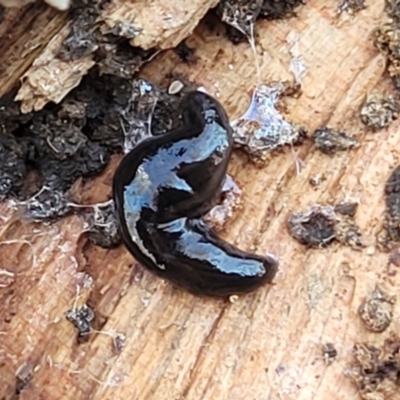 Parakontikia ventrolineata (Stripe-bellied flatworm) at Numeralla, NSW - 7 Sep 2023 by trevorpreston