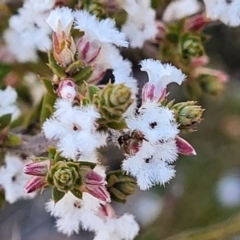 Leucopogon attenuatus (Small-leaved Beard Heath) at Numeralla, NSW - 7 Sep 2023 by trevorpreston