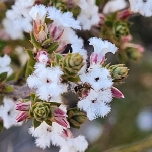Leucopogon attenuatus at Numeralla, NSW - 7 Sep 2023
