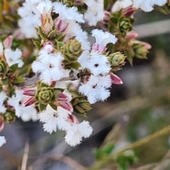 Leucopogon attenuatus at Numeralla, NSW - 7 Sep 2023