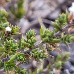 Leucopogon attenuatus at Numeralla, NSW - 7 Sep 2023