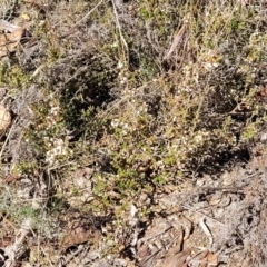 Styphelia attenuata at Numeralla, NSW - 7 Sep 2023