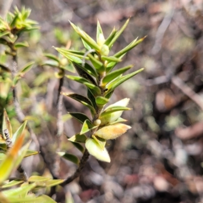 Melichrus urceolatus (Urn Heath) at Numeralla, NSW - 7 Sep 2023 by trevorpreston