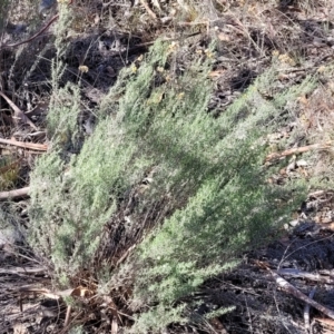 Chrysocephalum semipapposum at Numeralla, NSW - 7 Sep 2023 01:00 PM