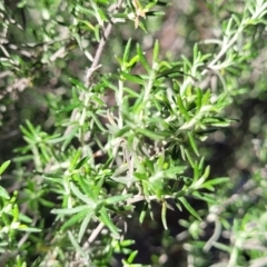 Chrysocephalum semipapposum at Numeralla, NSW - 7 Sep 2023
