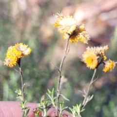 Chrysocephalum semipapposum at Numeralla, NSW - 7 Sep 2023 01:00 PM