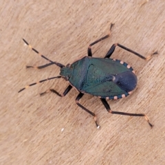 Notius depressus (Shield bug) at Numeralla, NSW - 7 Sep 2023 by trevorpreston