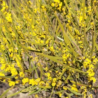 Acacia dawsonii (Dawson's Wattle) at Numeralla, NSW - 7 Sep 2023 by trevorpreston