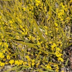 Acacia dawsonii at Numeralla, NSW - 7 Sep 2023