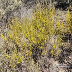 Acacia dawsonii at Numeralla, NSW - 7 Sep 2023