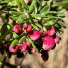 Grevillea lanigera (Woolly Grevillea) at Numeralla, NSW - 7 Sep 2023 by trevorpreston