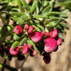 Grevillea lanigera at Numeralla, NSW - 7 Sep 2023