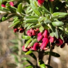 Grevillea lanigera at Numeralla, NSW - 7 Sep 2023