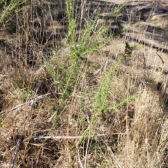 Grevillea lanigera at Numeralla, NSW - 7 Sep 2023