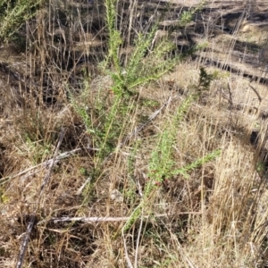 Grevillea lanigera at Numeralla, NSW - 7 Sep 2023 12:43 PM