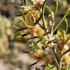 Bertya rosmarinifolia (Rosemary Bertya) at Numeralla, NSW - 7 Sep 2023 by trevorpreston