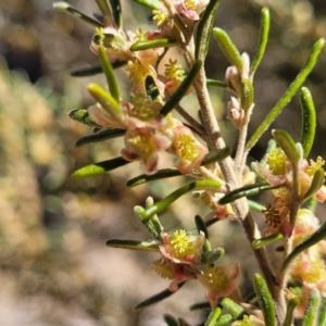 Bertya rosmarinifolia at Numeralla, NSW - 7 Sep 2023 12:38 PM