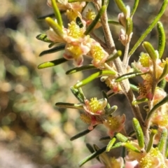 Bertya rosmarinifolia at Numeralla, NSW - 7 Sep 2023 12:38 PM