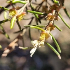 Bertya rosmarinifolia at Numeralla, NSW - 7 Sep 2023