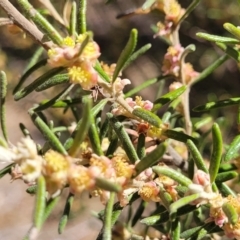 Bertya rosmarinifolia at Numeralla, NSW - 7 Sep 2023 12:38 PM