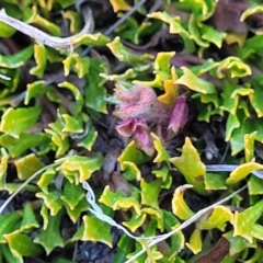 Dodonaea procumbens (Creeping Hop-bush) at Numeralla, NSW - 7 Sep 2023 by trevorpreston