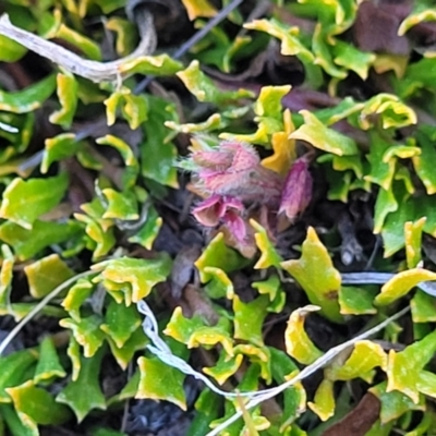 Dodonaea procumbens (Creeping Hop-bush) at Numeralla, NSW - 7 Sep 2023 by trevorpreston