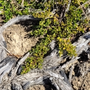 Dodonaea procumbens at Numeralla, NSW - 7 Sep 2023