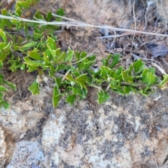 Dodonaea procumbens at Numeralla, NSW - 7 Sep 2023