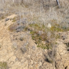 Dodonaea procumbens at Numeralla, NSW - 7 Sep 2023