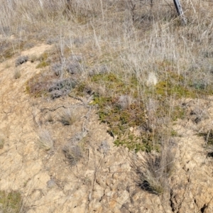 Dodonaea procumbens at Numeralla, NSW - 7 Sep 2023