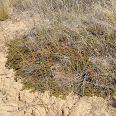 Dodonaea procumbens at Numeralla, NSW - 7 Sep 2023