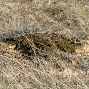 Dodonaea procumbens at Numeralla, NSW - 7 Sep 2023