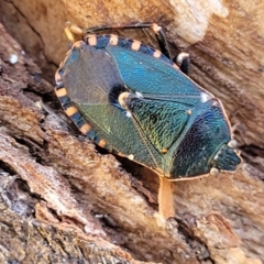 Notius depressus (Shield bug) at Numeralla, NSW - 7 Sep 2023 by trevorpreston