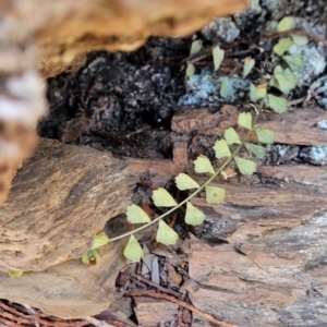 Asplenium flabellifolium at Glen Fergus, NSW - 7 Sep 2023