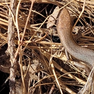 Lampropholis guichenoti at Glen Fergus, NSW - 7 Sep 2023