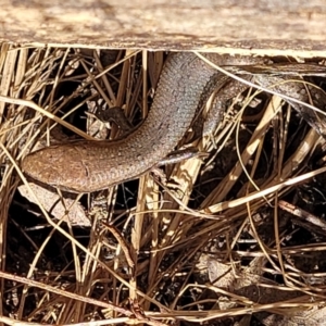 Lampropholis guichenoti at Glen Fergus, NSW - 7 Sep 2023