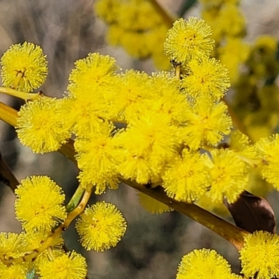 Acacia rubida (Red-stemmed Wattle, Red-leaved Wattle) at Coornartha Nature Reserve - 7 Sep 2023 by trevorpreston