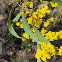 Acacia rubida at Glen Fergus, NSW - 7 Sep 2023