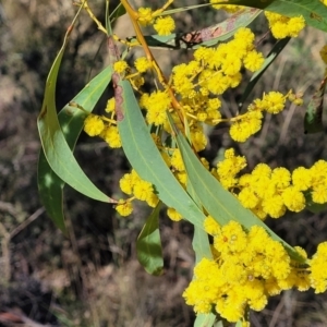 Acacia rubida at Glen Fergus, NSW - 7 Sep 2023