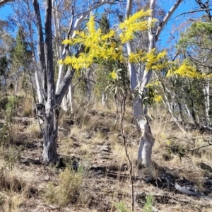 Acacia rubida at Glen Fergus, NSW - 7 Sep 2023