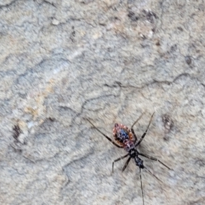 Reduviidae (family) at Glen Fergus, NSW - 7 Sep 2023 12:04 PM