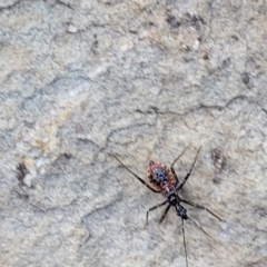 Reduviidae (family) (An assassin bug) at Glen Fergus, NSW - 7 Sep 2023 by trevorpreston