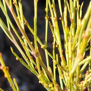 Exocarpos strictus at Glen Fergus, NSW - 7 Sep 2023