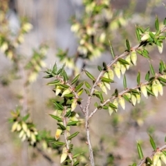 Leucopogon fletcheri subsp. brevisepalus (Twin Flower Beard-Heath) at Glen Fergus, NSW - 7 Sep 2023 by trevorpreston