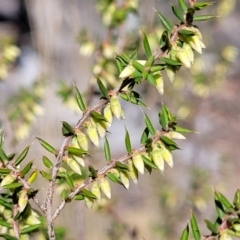 Styphelia fletcheri subsp. brevisepala at Glen Fergus, NSW - 7 Sep 2023 12:01 PM