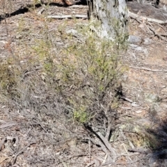 Leucopogon fletcheri subsp. brevisepalus at Glen Fergus, NSW - 7 Sep 2023